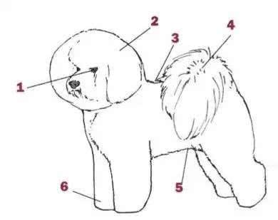 终于不是我好方了:比熊，比圆更圆