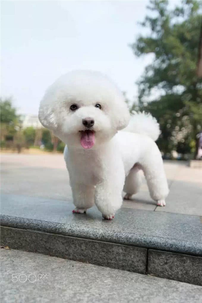 终于不是我好方了:比熊，比圆更圆