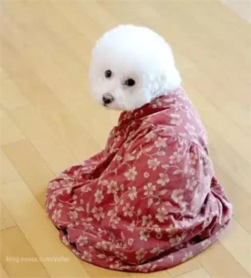 终于不是我好方了:比熊，比圆更圆