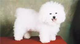 终于不是我好方了:比熊，比圆更圆