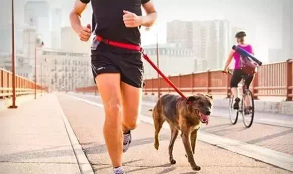 宠知识|狗狗每天的运动量知识普及啦!