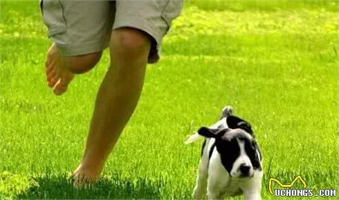 宠知识|狗狗每天的运动量知识普及啦!