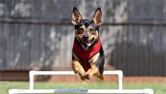 宠知识|狗狗每天的运动量知识普及啦!