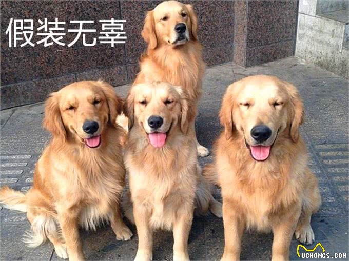 4只金毛竟都是渣狗?散步偶遇小奶猫后，每天组团拽着主人去看猫
