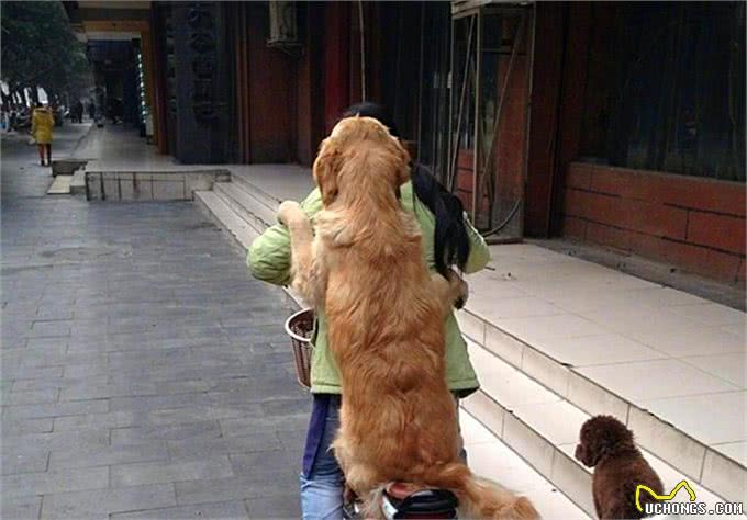 4只金毛竟都是渣狗?散步偶遇小奶猫后，每天组团拽着主人去看猫