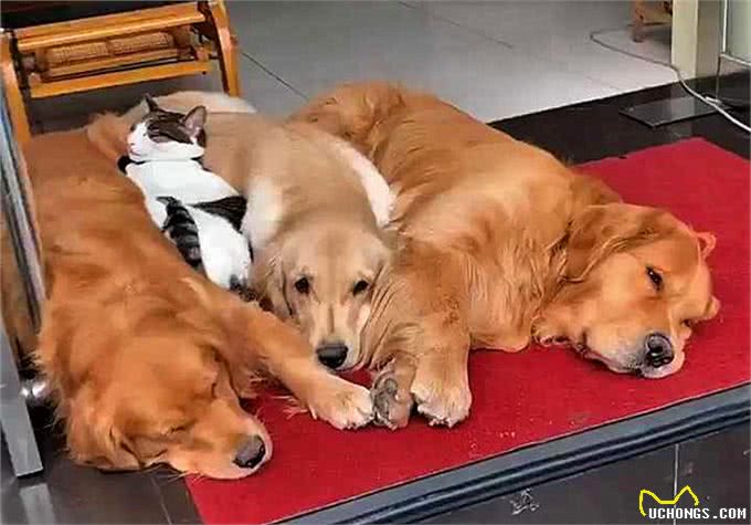 4只金毛竟都是渣狗?散步偶遇小奶猫后，每天组团拽着主人去看猫