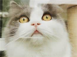 4只金毛竟都是渣狗?散步偶遇小奶猫后，每天组团拽着主人去看猫