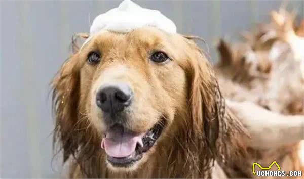 狗狗体味重?教你4个减轻体味小妙招