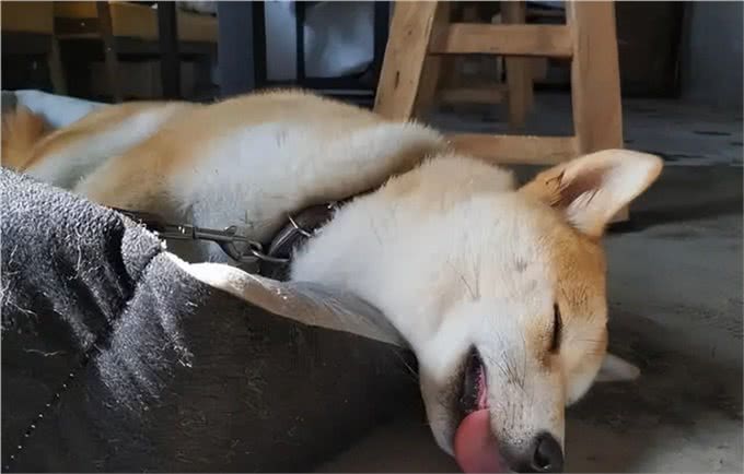狗狗体味重?教你4个减轻体味小妙招