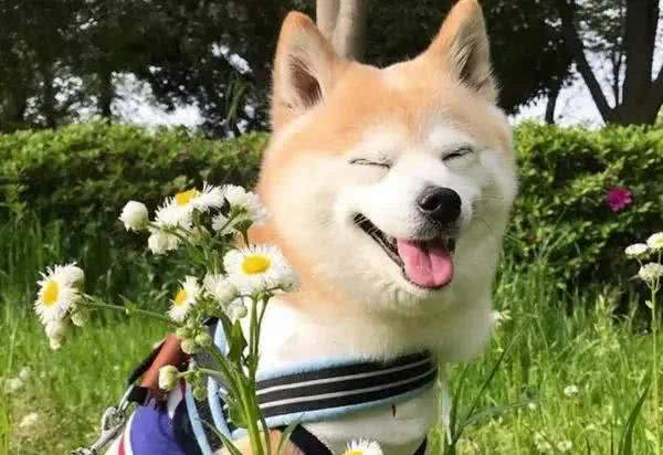 狗狗体味重?教你4个减轻体味小妙招