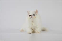 宠物猫系列之波斯猫