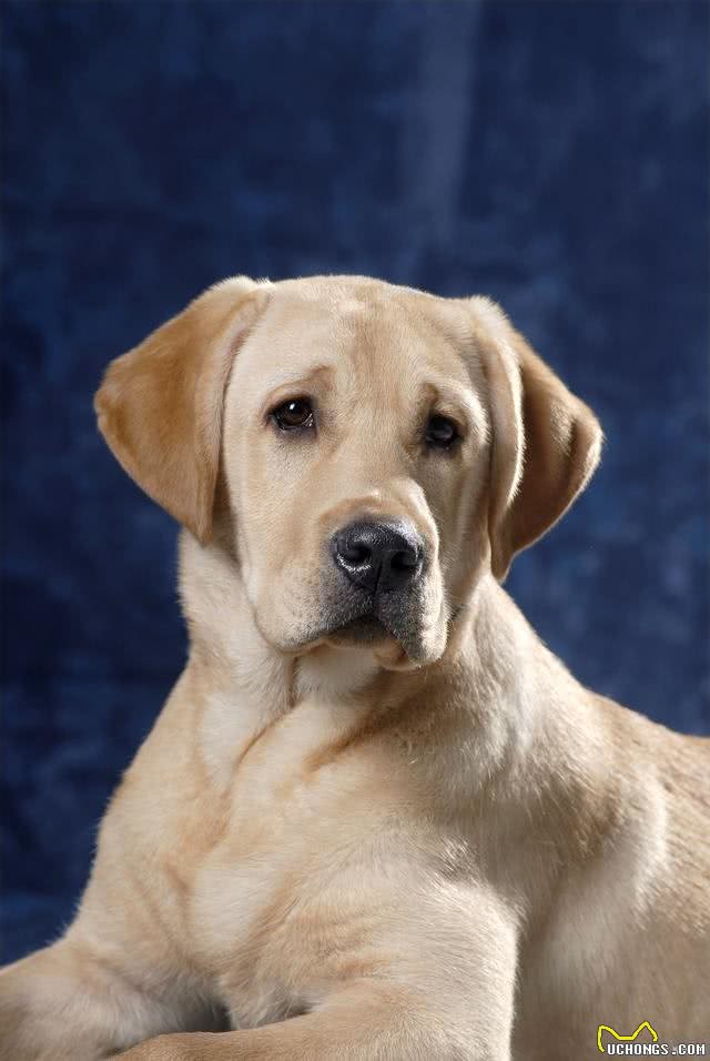 拉布拉多犬是智商排名第七犬种，原产于加拿大这种犬类性格聪明