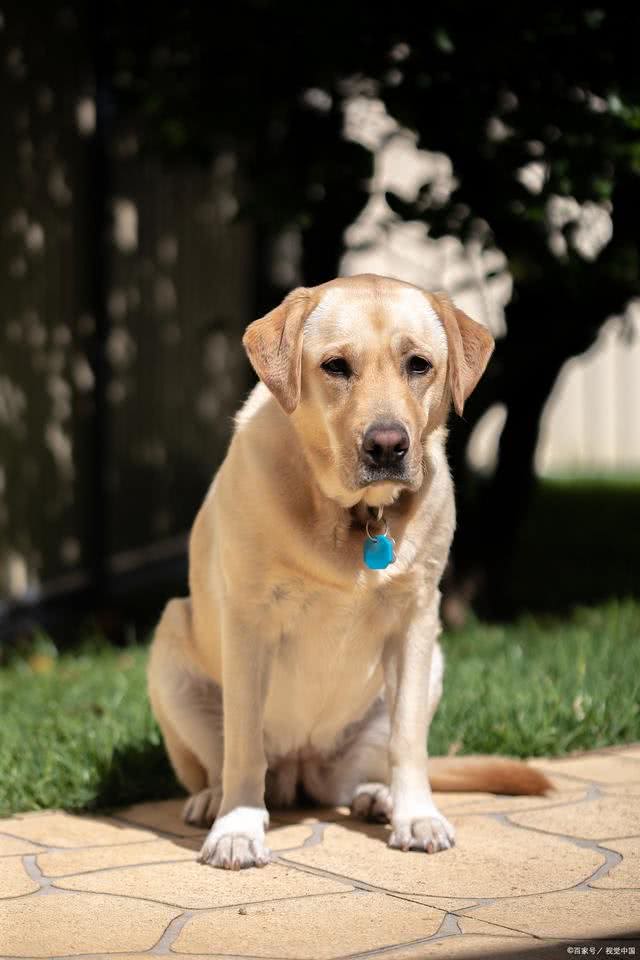 拉布拉多犬是智商排名第七犬种，原产于加拿大这种犬类性格聪明