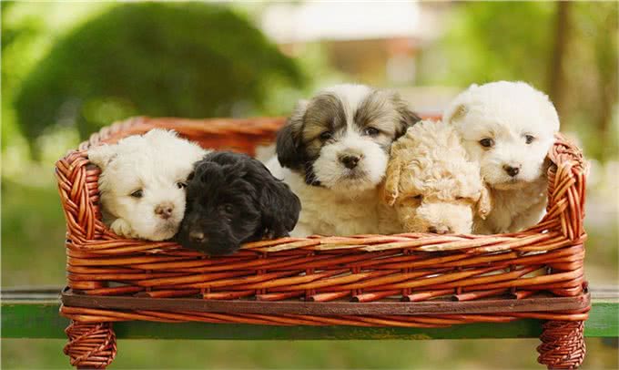 贵宾犬颜色虽多，但这几种颜色最多人养，你对哪种颜色最心动?