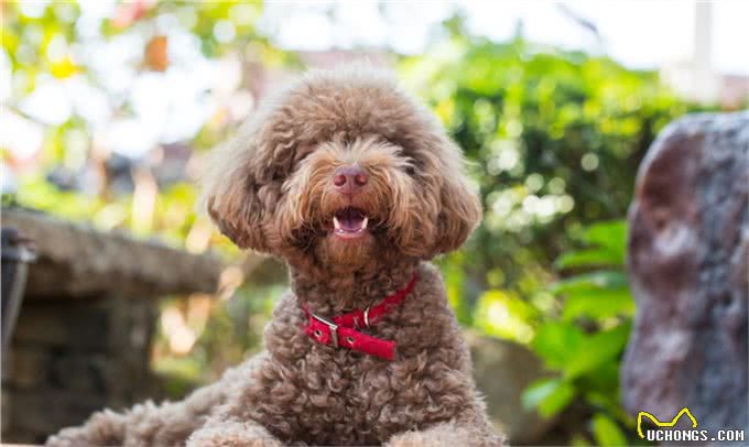 贵宾犬颜色虽多，但这几种颜色最多人养，你对哪种颜色最心动?