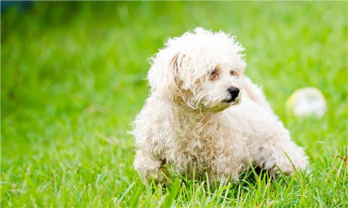 贵宾犬颜色虽多，但这几种颜色最多人养，你对哪种颜色最心动?