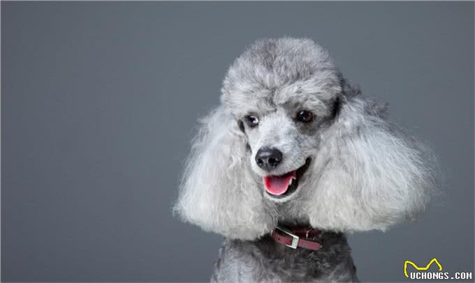 贵宾犬颜色虽多，但这几种颜色最多人养，你对哪种颜色最心动?