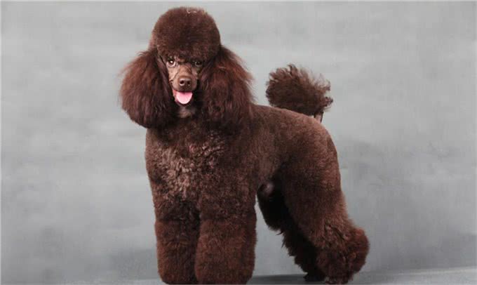 贵宾犬颜色虽多，但这几种颜色最多人养，你对哪种颜色最心动?