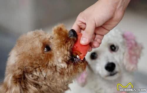 贵宾犬颜色虽多，但这几种颜色最多人养，你对哪种颜色最心动?