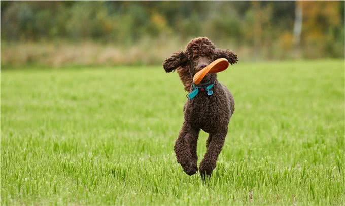 贵宾犬颜色虽多，但这几种颜色最多人养，你对哪种颜色最心动?