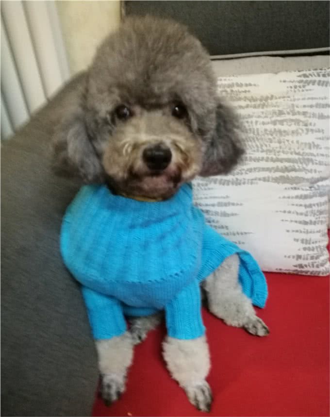 养猫还是养狗?养猫和养狗所带来的情绪价值有啥不同?