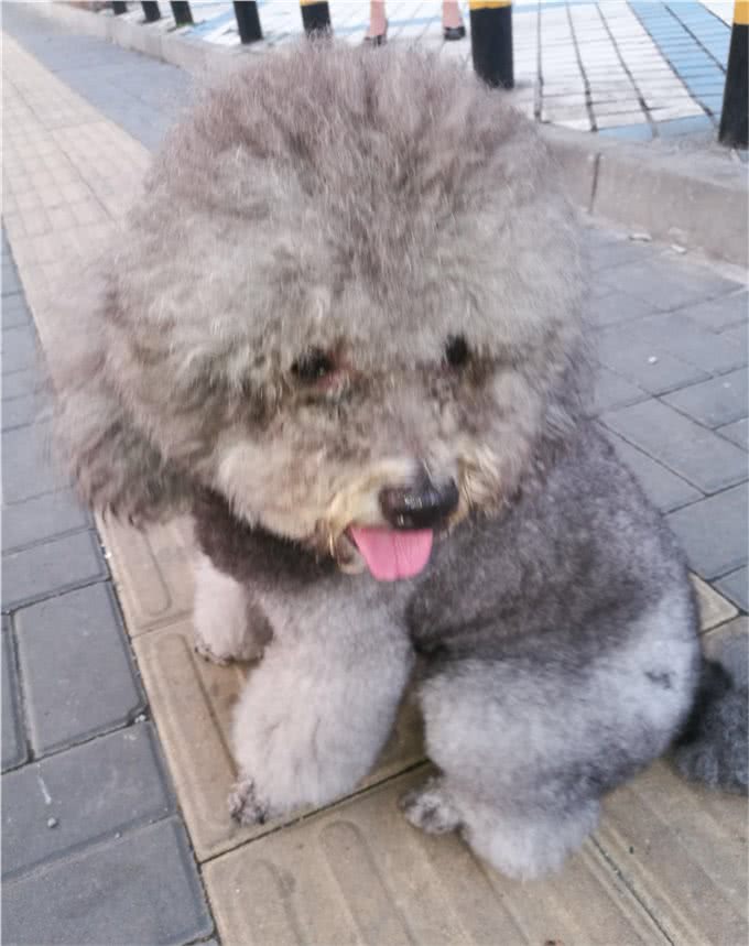 养猫还是养狗?养猫和养狗所带来的情绪价值有啥不同?