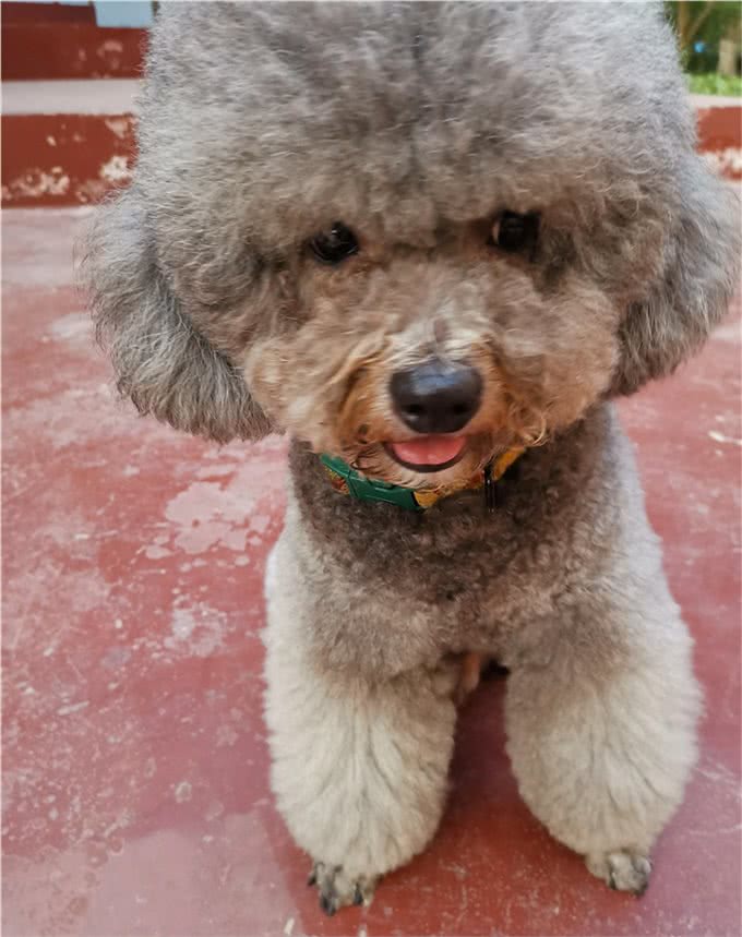 养猫还是养狗?养猫和养狗所带来的情绪价值有啥不同?