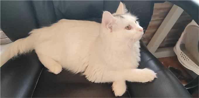 养猫还是养狗?养猫和养狗所带来的情绪价值有啥不同?