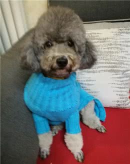 养猫还是养狗?养猫和养狗所带来的情绪价值有啥不同?
