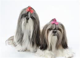 怎么给长毛犬梳理毛发
