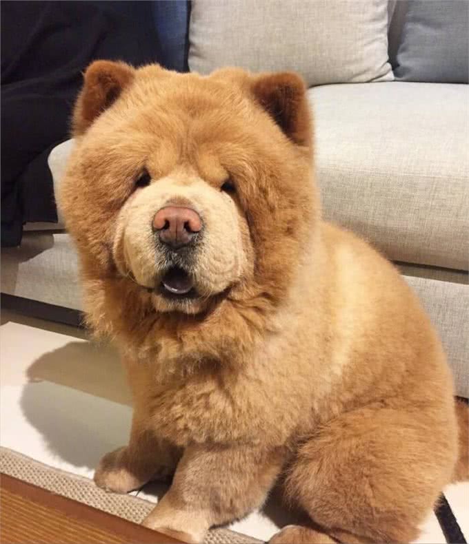 松狮之所以没什么人养，这几个原因是关键