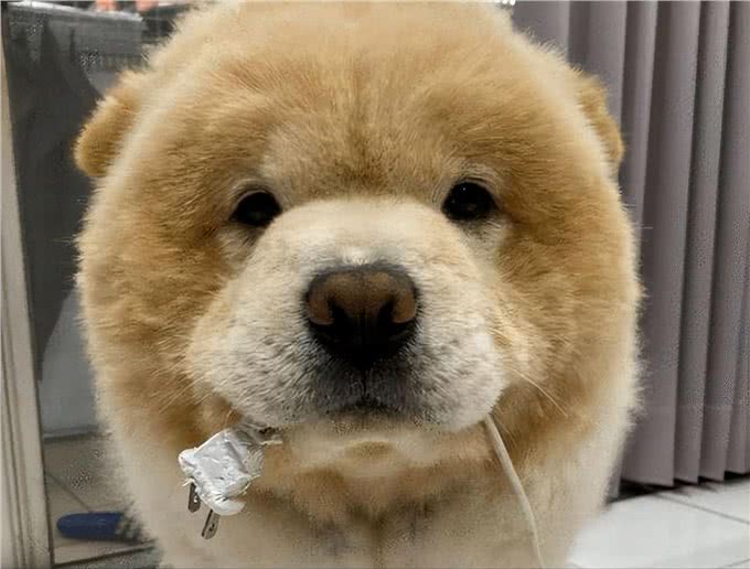 松狮之所以没什么人养，这几个原因是关键