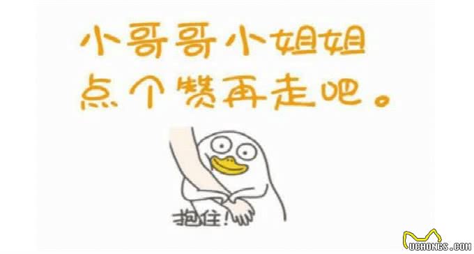 松狮之所以没什么人养，这几个原因是关键
