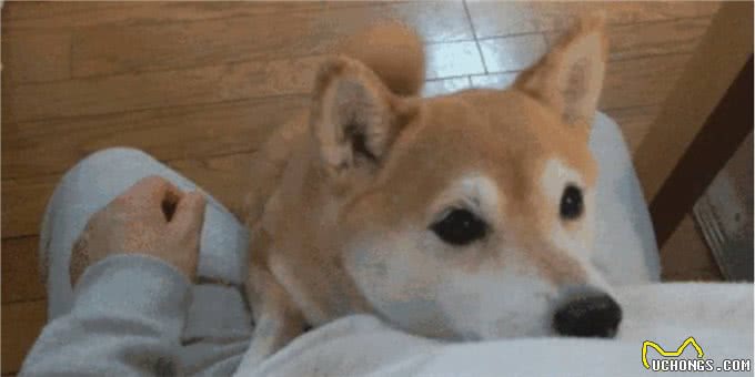 狗狗最害怕的东西，除了猫还有这个人