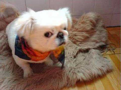 狗狗最害怕的东西，除了猫还有这个人