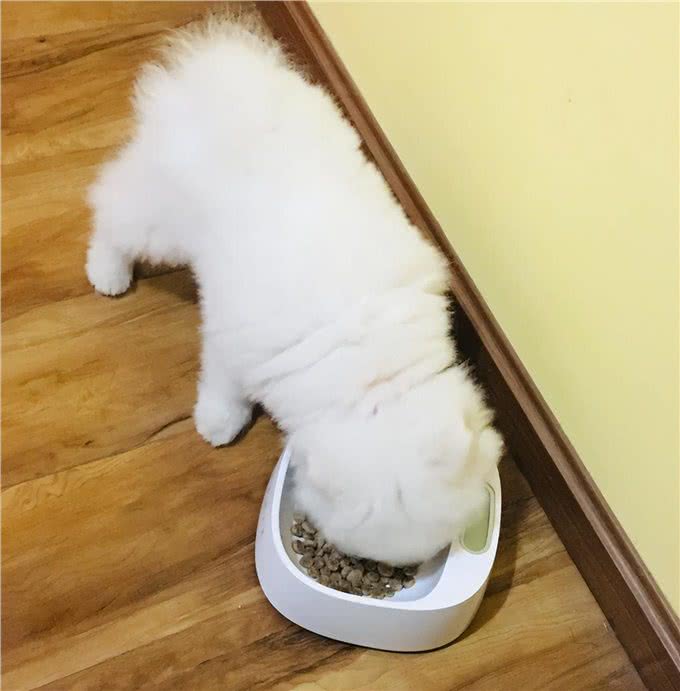 幼犬怎么喂食，这6点注意事项，你知道吗?