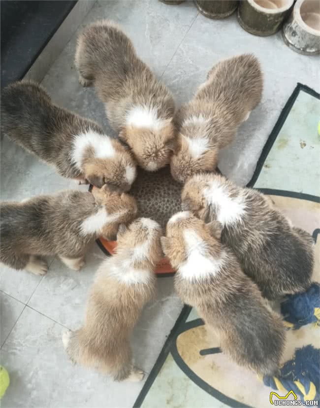 幼犬怎么喂食，这6点注意事项，你知道吗?