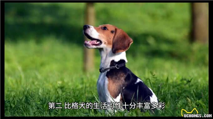 比格犬的生活习性，你知道多少?