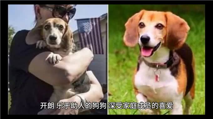 比格犬的生活习性，你知道多少?