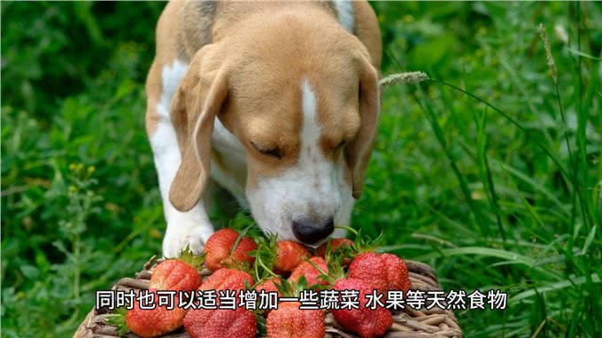 比格犬的生活习性，你知道多少?
