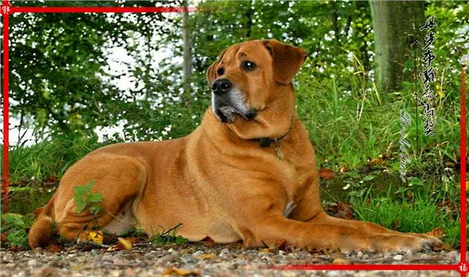 来自北欧五个国家的代表犬种，有没有你喜欢的犬种呢?