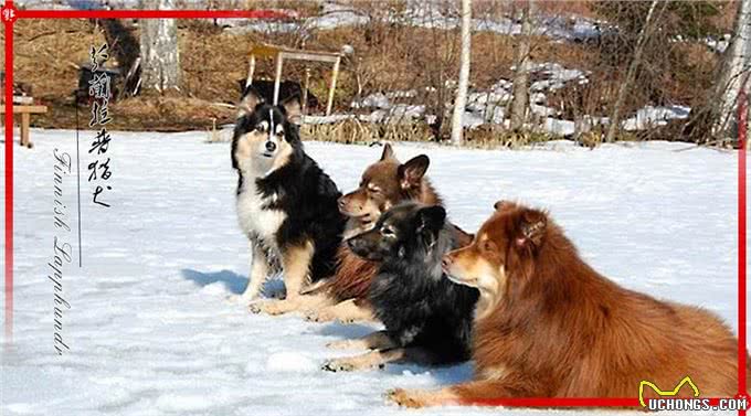 来自北欧五个国家的代表犬种，有没有你喜欢的犬种呢?