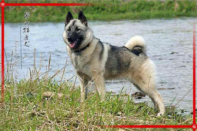 来自北欧五个国家的代表犬种，有没有你喜欢的犬种呢?