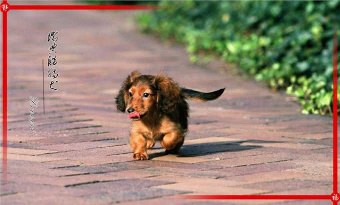 来自北欧五个国家的代表犬种，有没有你喜欢的犬种呢?