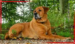 来自北欧五个国家的代表犬种，有没有你喜欢的犬种呢?