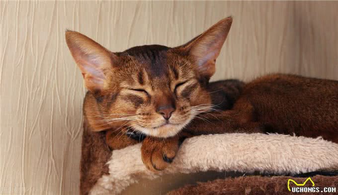 阿比西尼亚猫航空托运案例分享｜东莞到无锡篇