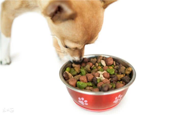 狗食盆对吃货汪究竟有多重要?