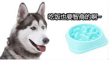 狗食盆对吃货汪究竟有多重要?