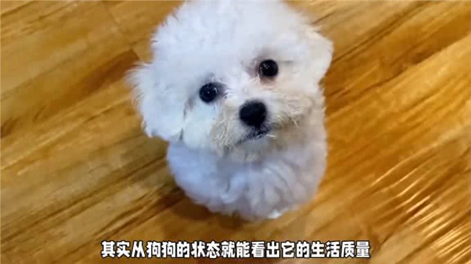 比熊狗狗养得好不好，看这几点就知道