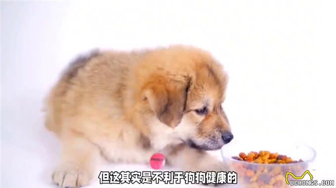 比熊狗狗养得好不好，看这几点就知道